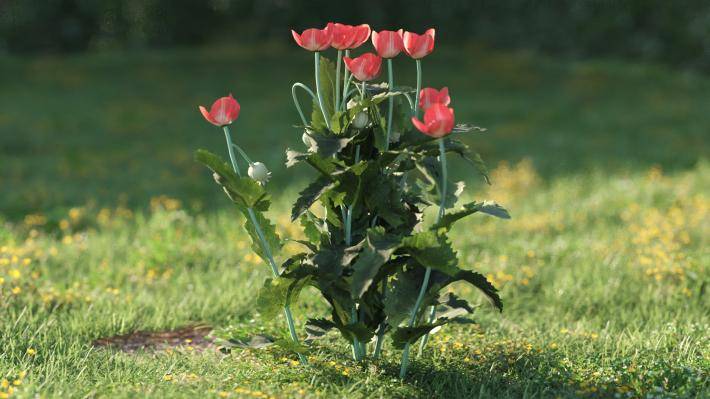 Bushes and Flowers Volumen 5 - Imagen renderizada 26