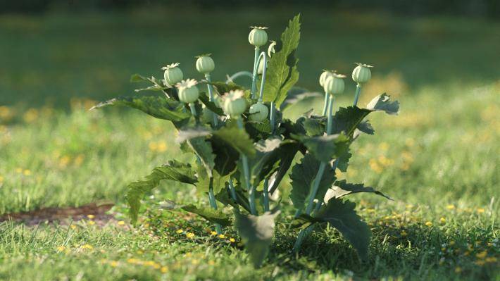 Bushes and Flowers Volumen 5 - Imagen renderizada 27