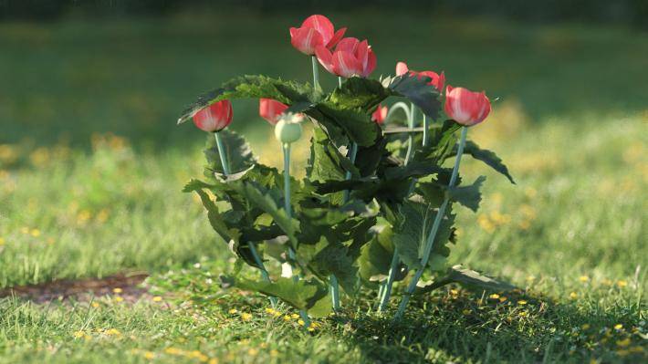 Bushes and Flowers Volumen 5 - Imagen renderizada 28