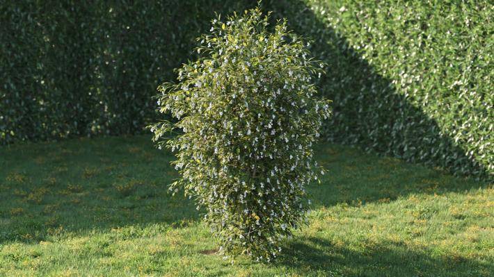 Bushes and Flowers Volumen 5 - Imagen renderizada 29