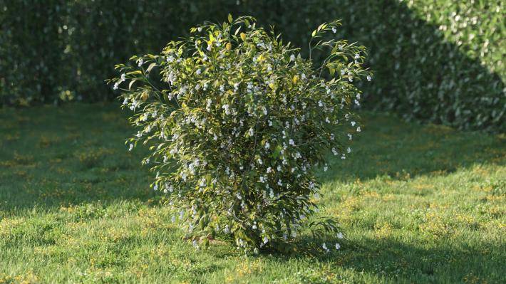 Bushes and Flowers Volumen 5 - Imagen renderizada 31