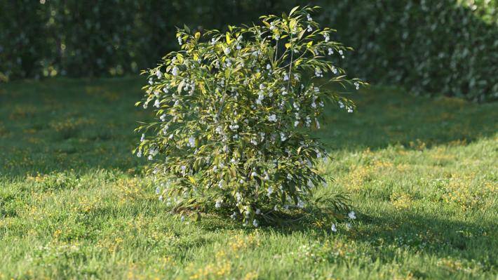 Bushes and Flowers Volumen 5 - Imagen renderizada 32