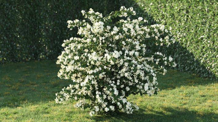 Bushes and Flowers Volumen 5 - Imagen renderizada 33