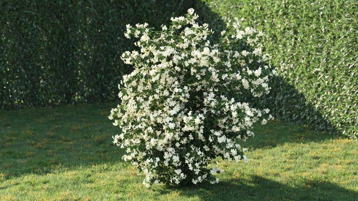 Bushes and Flowers Volumen 5 - Imagen renderizada 34