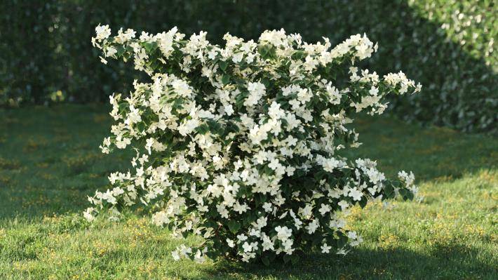 Bushes and Flowers Volumen 5 - Imagen renderizada 35