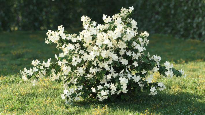 Bushes and Flowers Volumen 5 - Imagen renderizada 36