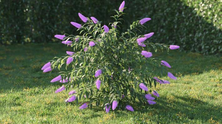 Bushes and Flowers Volumen 5 - Imagen renderizada 39