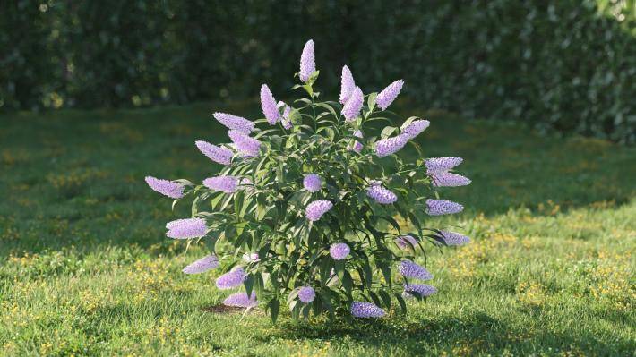 Bushes and Flowers Volumen 5 - Imagen renderizada 40