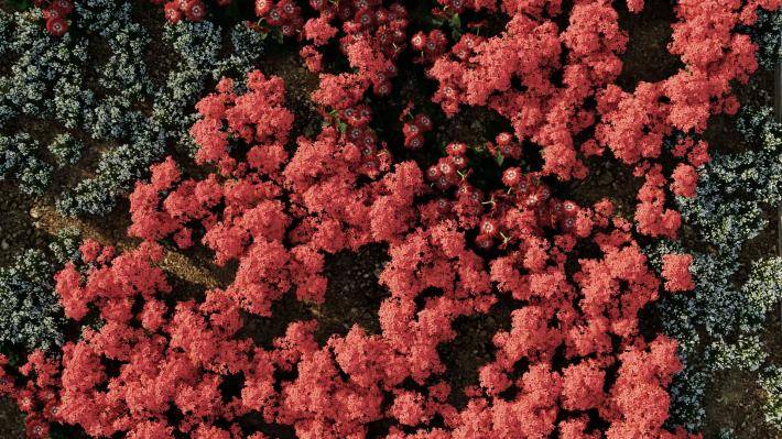 Декоративные растения Том 1 - Рендерированное изображение 3