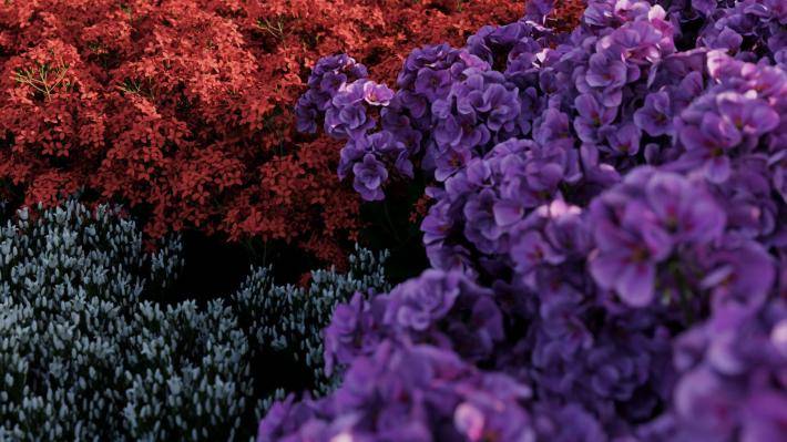 Декоративные растения Том 1 - Рендерированное изображение 4