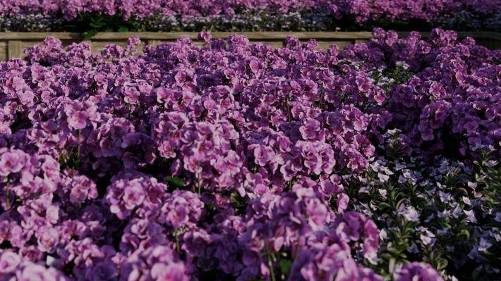 Декоративные растения Том 1 - Рендерированное изображение 6