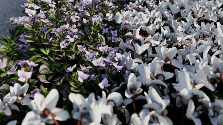 Декоративные растения Том 1 - Рендерированное изображение 8