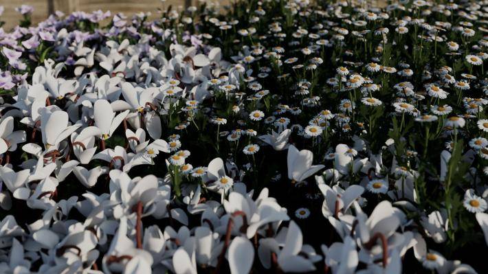 Декоративные растения Том 1 - Рендерированное изображение 9