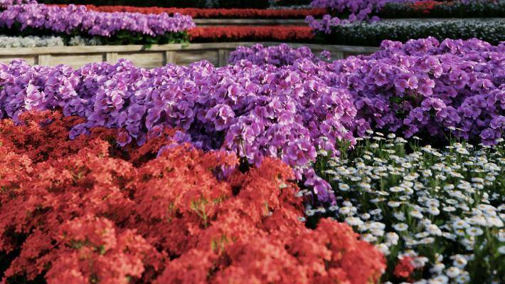 Декоративные растения Том 1 - Рендерированное изображение 10