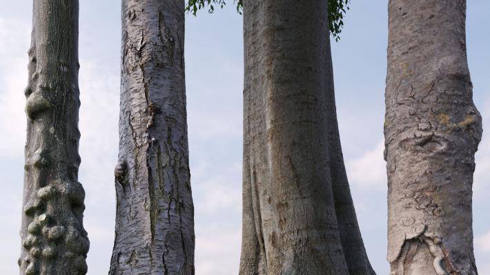 Arbres communs européens 2ieme volume - Image rendue 2