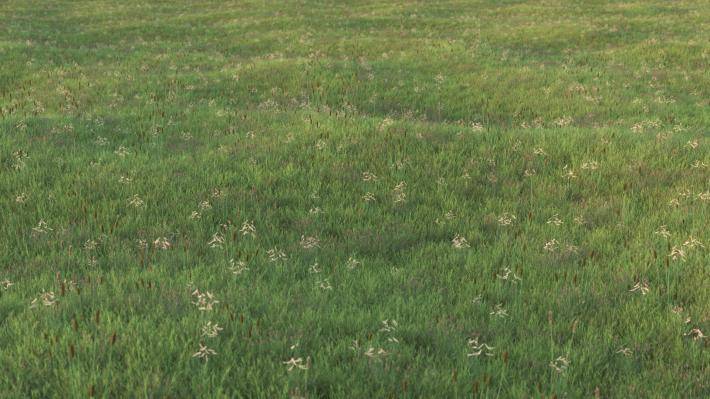 grass patch 04 Modèle 3D in L'herbe et la couverture du sol 3DExport