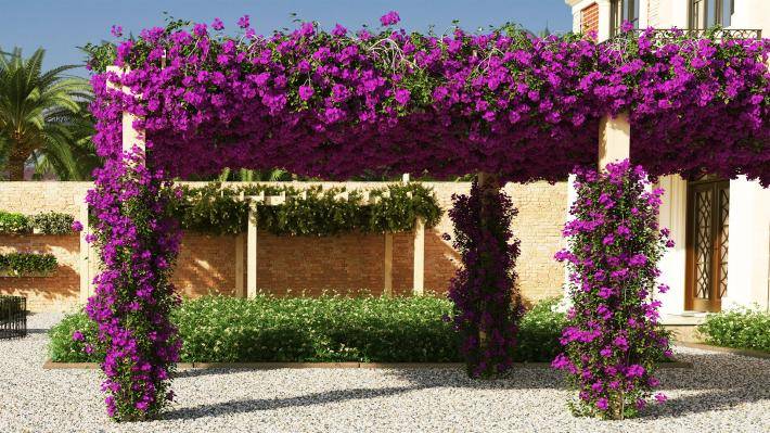 Висячие растения Том 1 - Рендерированное изображение 1