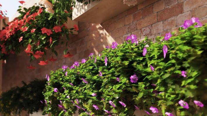 Висячие растения Том 1 - Рендерированное изображение 5