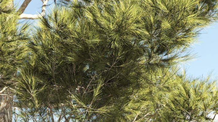 Mediterranean Pine Trees Volumen 1 - Imagen renderizada 2