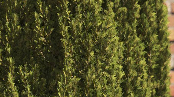 Mediterranean Pine Trees Volumen 1 - Imagen renderizada 3