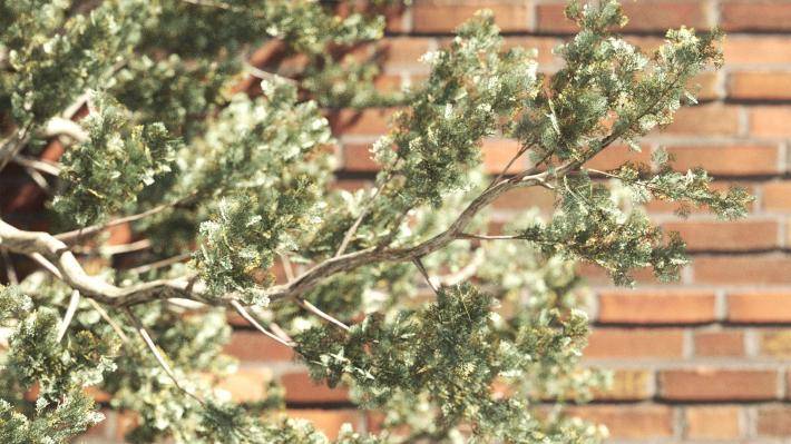 Mediterranean Pine Trees Volumen 1 - Imagen renderizada 4