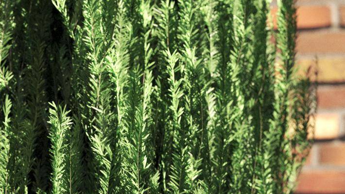 Mediterranean Pine Trees Volumen 1 - Imagen renderizada 5