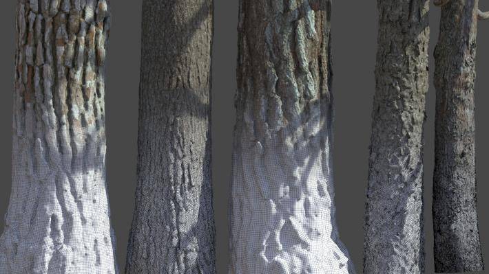 Mediterranean Pine Trees Volumen 1 - Imagen renderizada 6