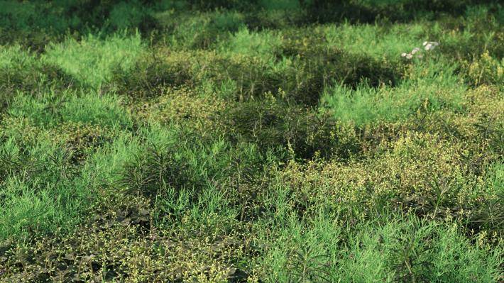 Plantas pequeñas Volumen 1 - Imagen renderizada 1