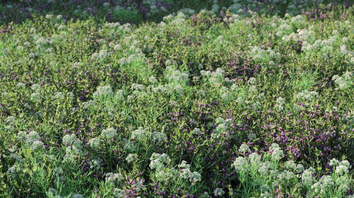 Plantas pequeñas Volumen 1 - Imagen renderizada 3