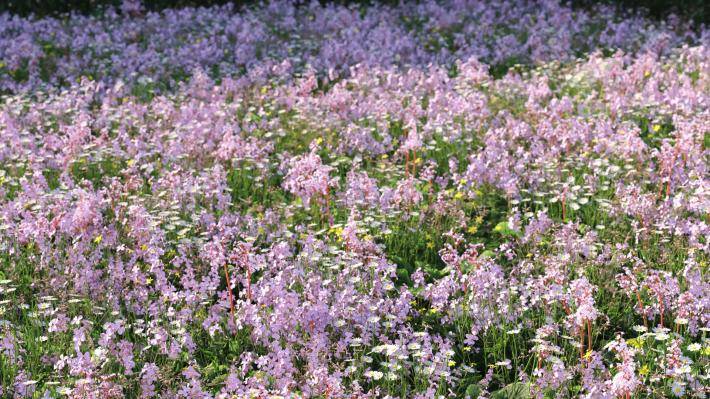 Plantas pequeñas Volumen 1 - Imagen renderizada 4