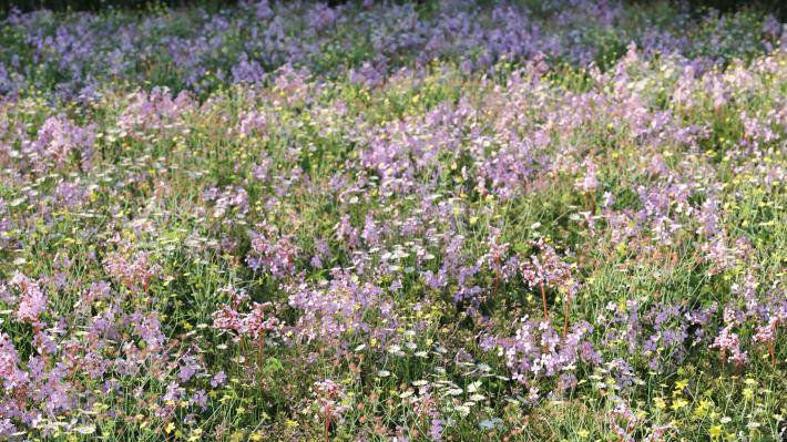 Plantas pequeñas Volumen 1 - Imagen renderizada 5