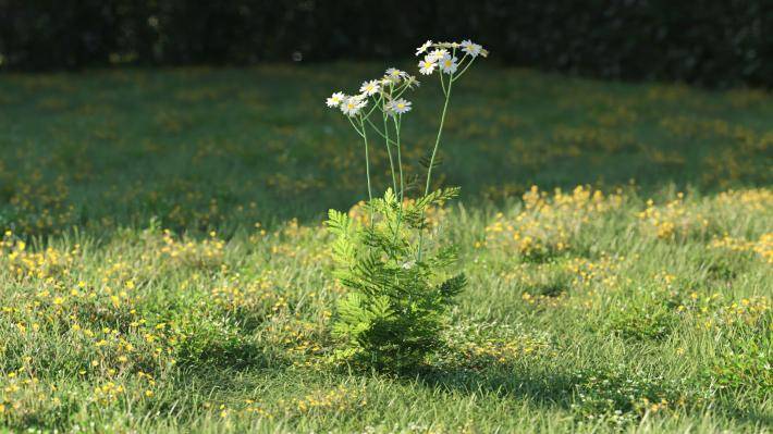 Plantas pequeñas Volumen 1 - Imagen renderizada 6