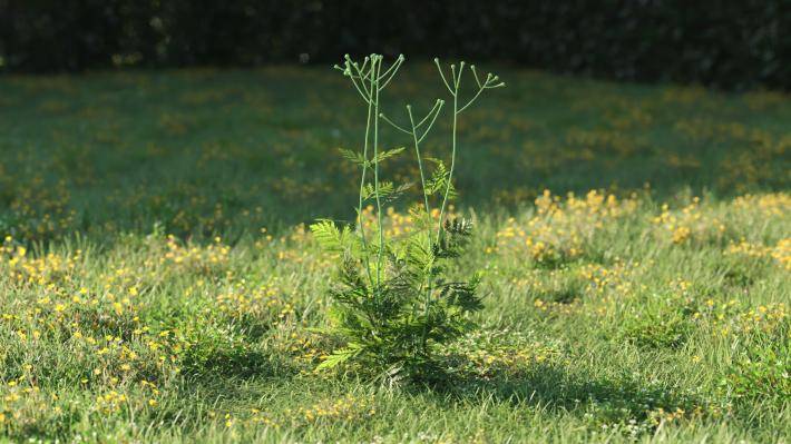 Plantas pequeñas Volumen 1 - Imagen renderizada 8