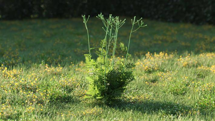 Plantas pequeñas Volumen 1 - Imagen renderizada 9