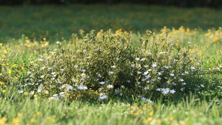 Plantas pequeñas Volumen 1 - Imagen renderizada 10