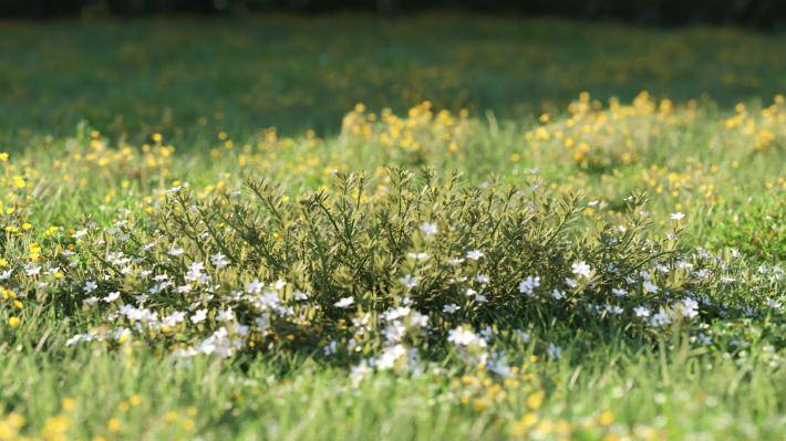 Plantas pequeñas Volumen 1 - Imagen renderizada 11