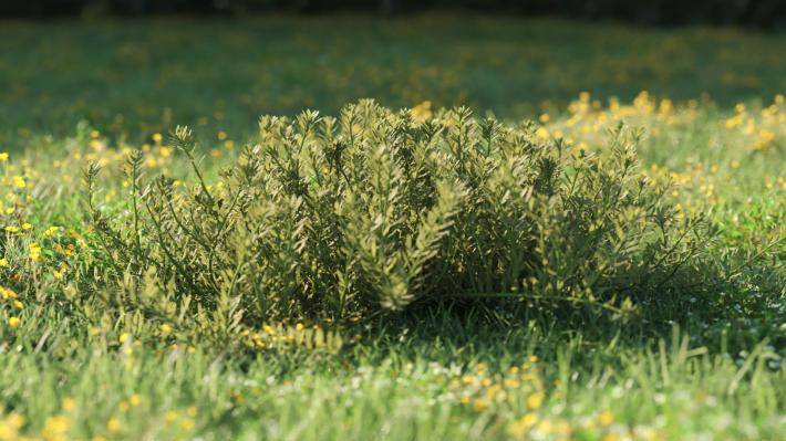 Plantas pequeñas Volumen 1 - Imagen renderizada 12