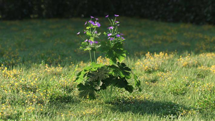 Plantas pequeñas Volumen 1 - Imagen renderizada 14