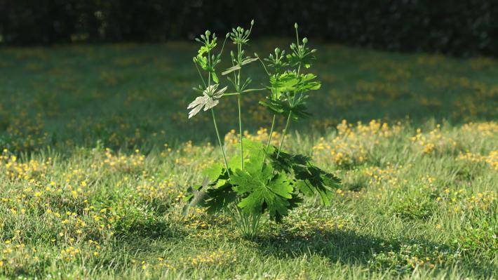 Plantas pequeñas Volumen 1 - Imagen renderizada 15