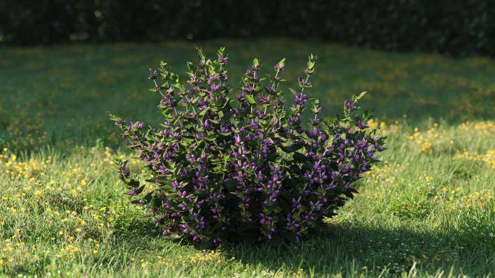 Plantas pequeñas Volumen 1 - Imagen renderizada 16