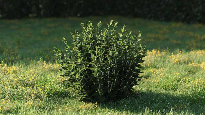 Plantas pequeñas Volumen 1 - Imagen renderizada 18