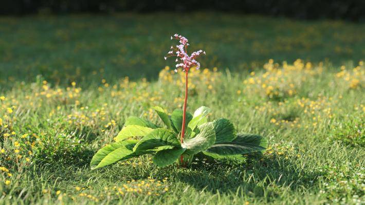 Plantas pequeñas Volumen 1 - Imagen renderizada 19