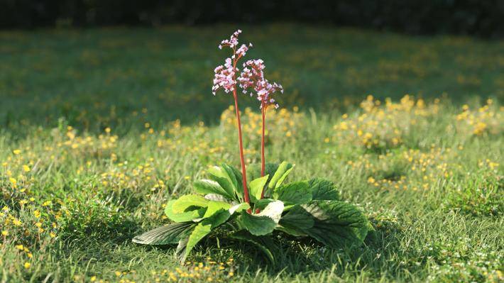 Plantas pequeñas Volumen 1 - Imagen renderizada 20