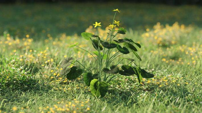 Plantas pequeñas Volumen 1 - Imagen renderizada 22