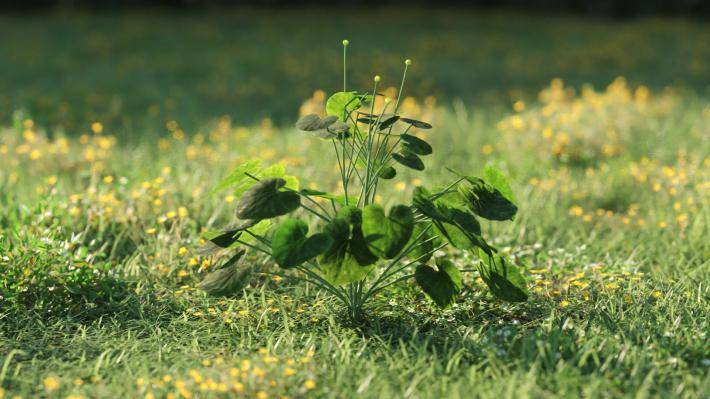 Plantas pequeñas Volumen 1 - Imagen renderizada 24