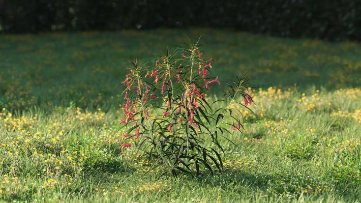 Plantas pequeñas Volumen 1 - Imagen renderizada 25