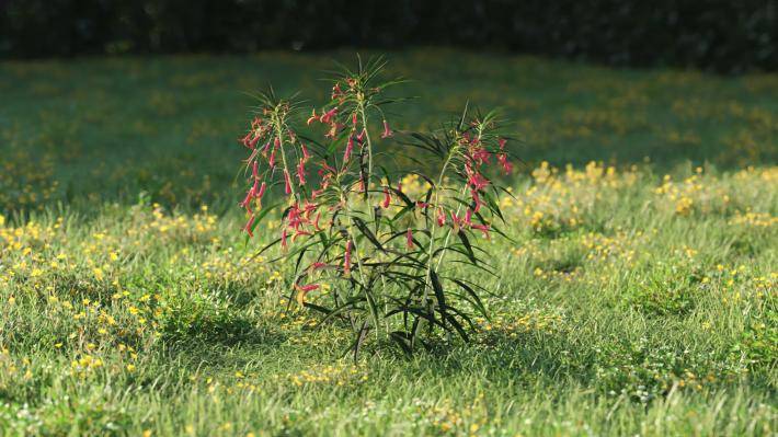 Plantas pequeñas Volumen 1 - Imagen renderizada 26