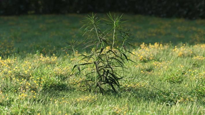 Plantas pequeñas Volumen 1 - Imagen renderizada 27