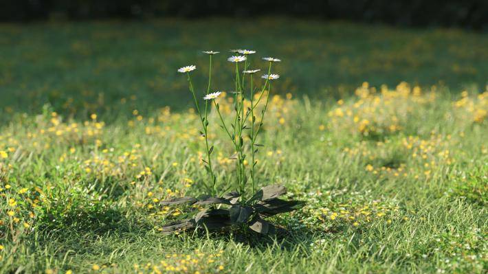 Plantas pequeñas Volumen 1 - Imagen renderizada 28