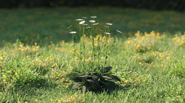Plantas pequeñas Volumen 1 - Imagen renderizada 29
